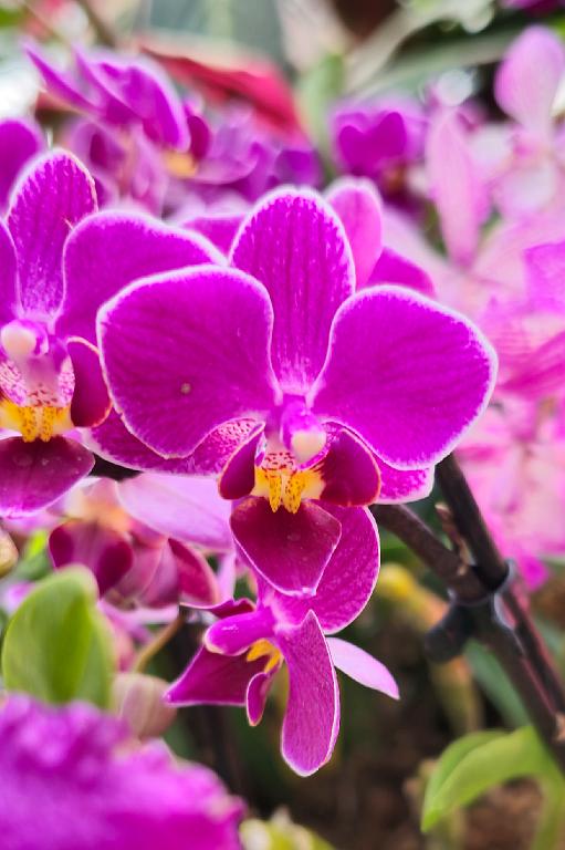 20250222_135324 Tower Hill Botanic Garden, MA.jpg - Orchid (Phalaenoopsis). New England Botanic Garden at Tower Hill, MA, 2-22-2025